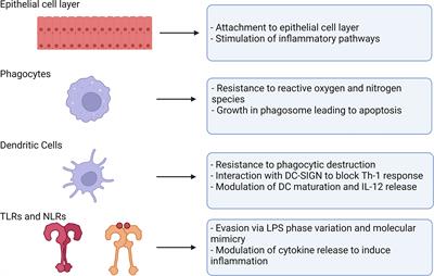 Helicobacter pylori and the Role of Lipopolysaccharide Variation in Innate Immune Evasion